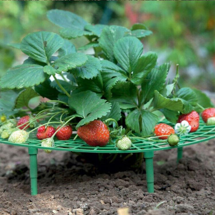 Strawberry Supports Keep Fruit Elevated to Avoid Ground Rot Strawberry Growing Cradles - Green