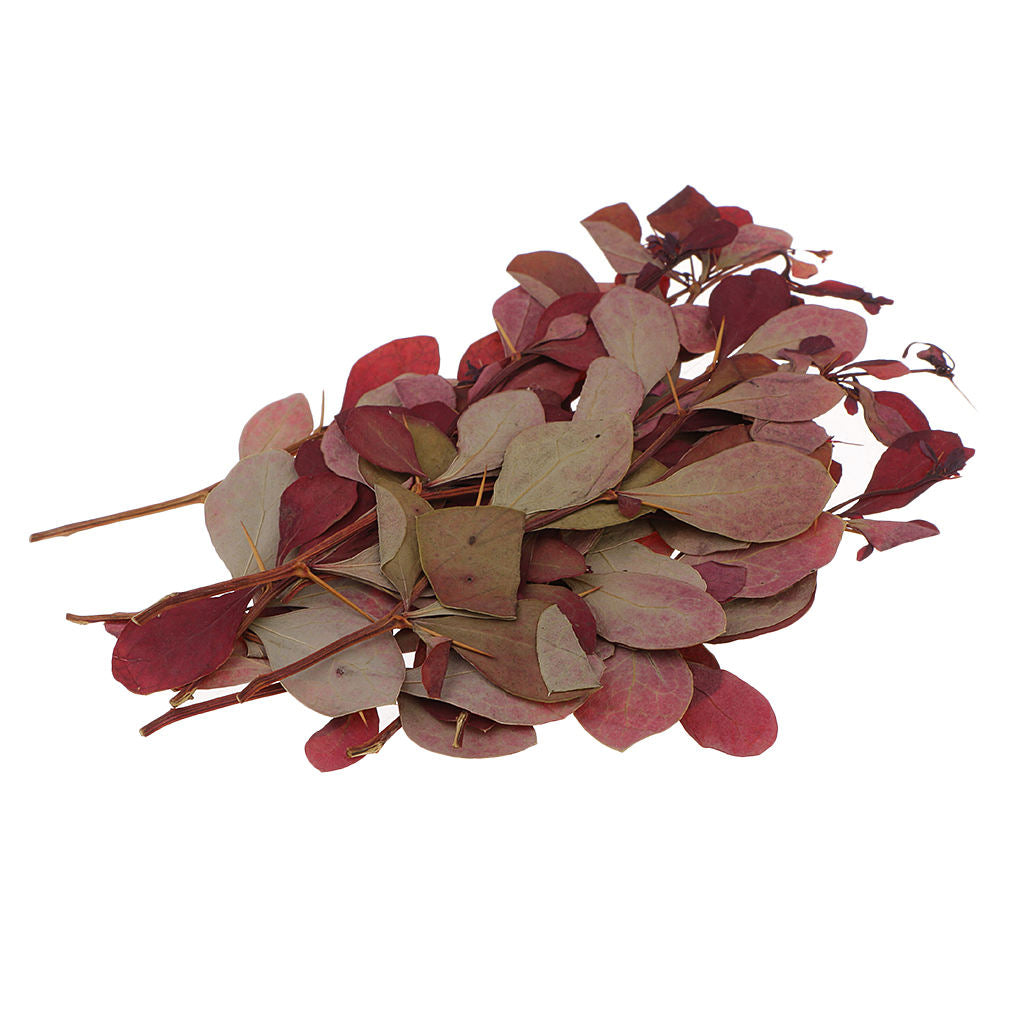 10 Pieces Dried Pressed Flower Leaf Plants For Photo Frame Phone Case Decoration