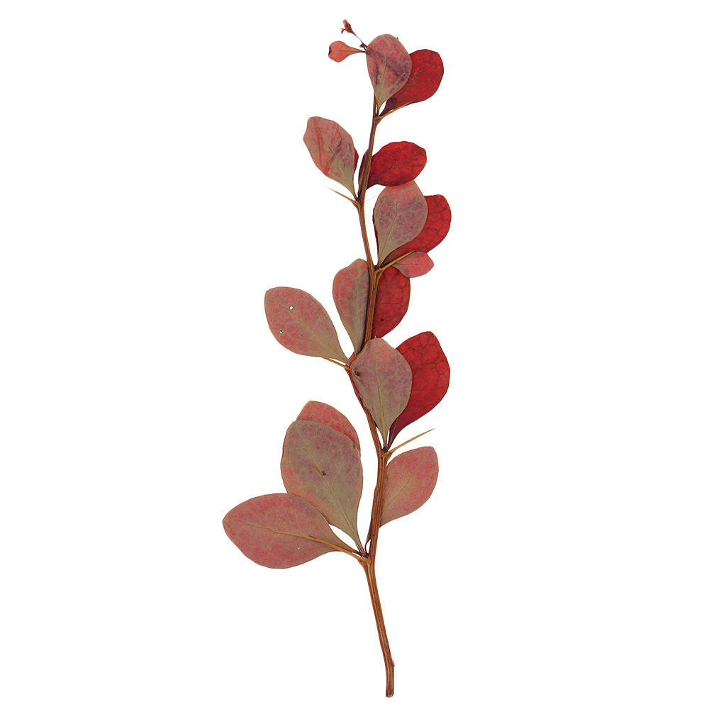 10 Pieces Dried Pressed Flower Leaf Plants For Photo Frame Phone Case Decoration