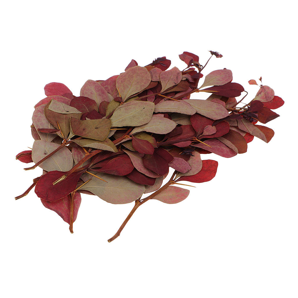 10 Pieces Dried Pressed Flower Leaf Plants For Photo Frame Phone Case Decoration