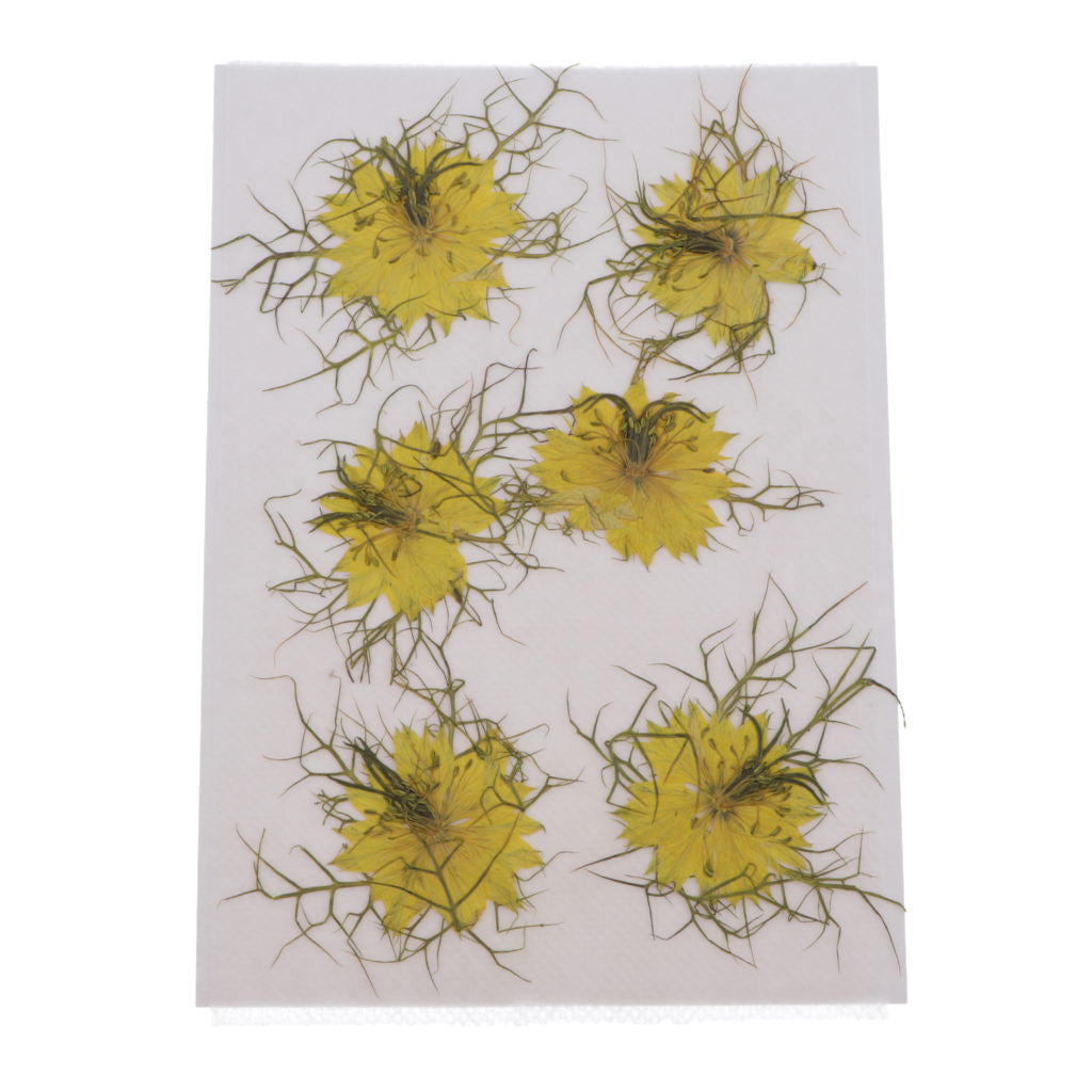 1 Set Natural Real Pressed Dried Flowers DIY Scrapbooking Card Yellow