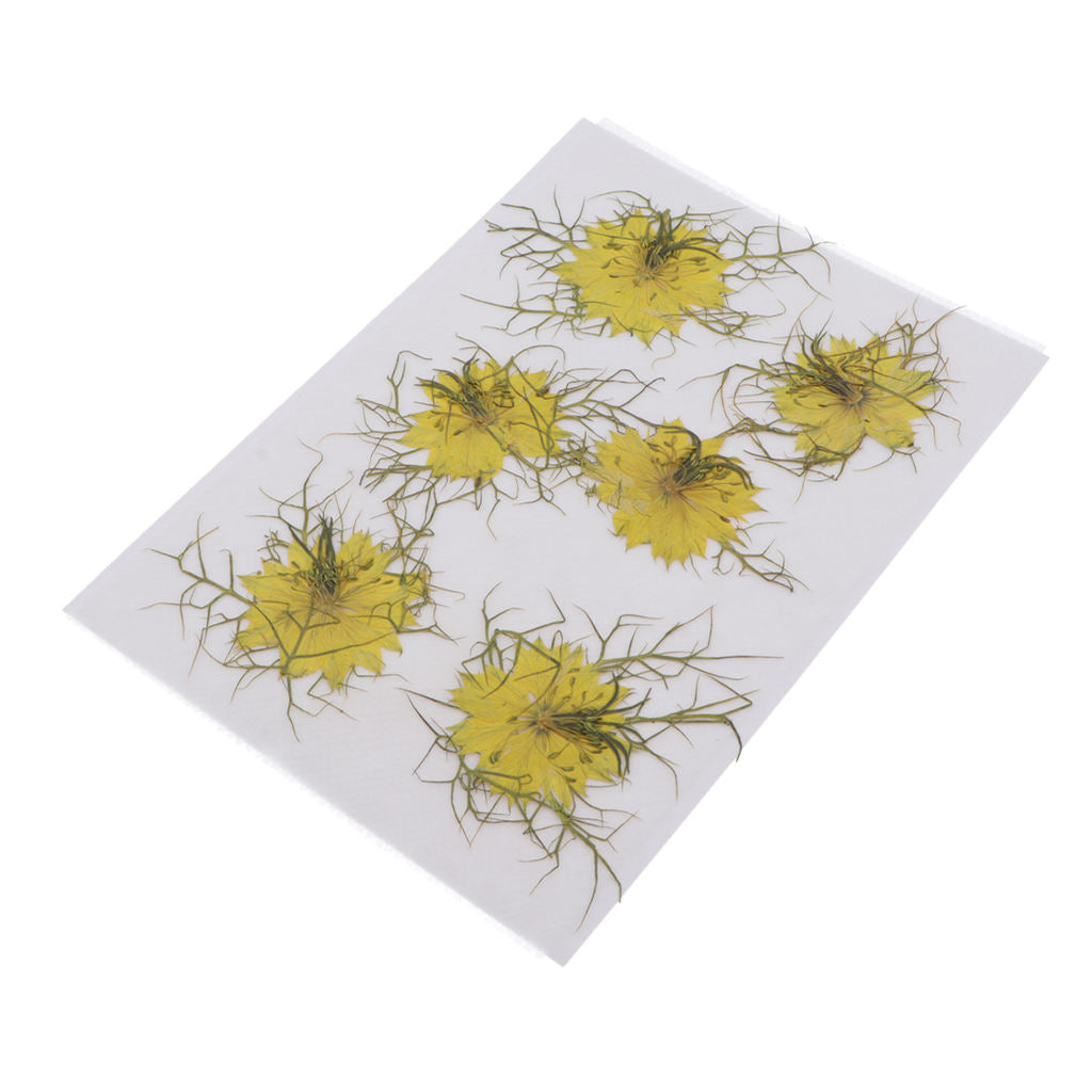 1 Set Natural Real Pressed Dried Flowers DIY Scrapbooking Card Yellow