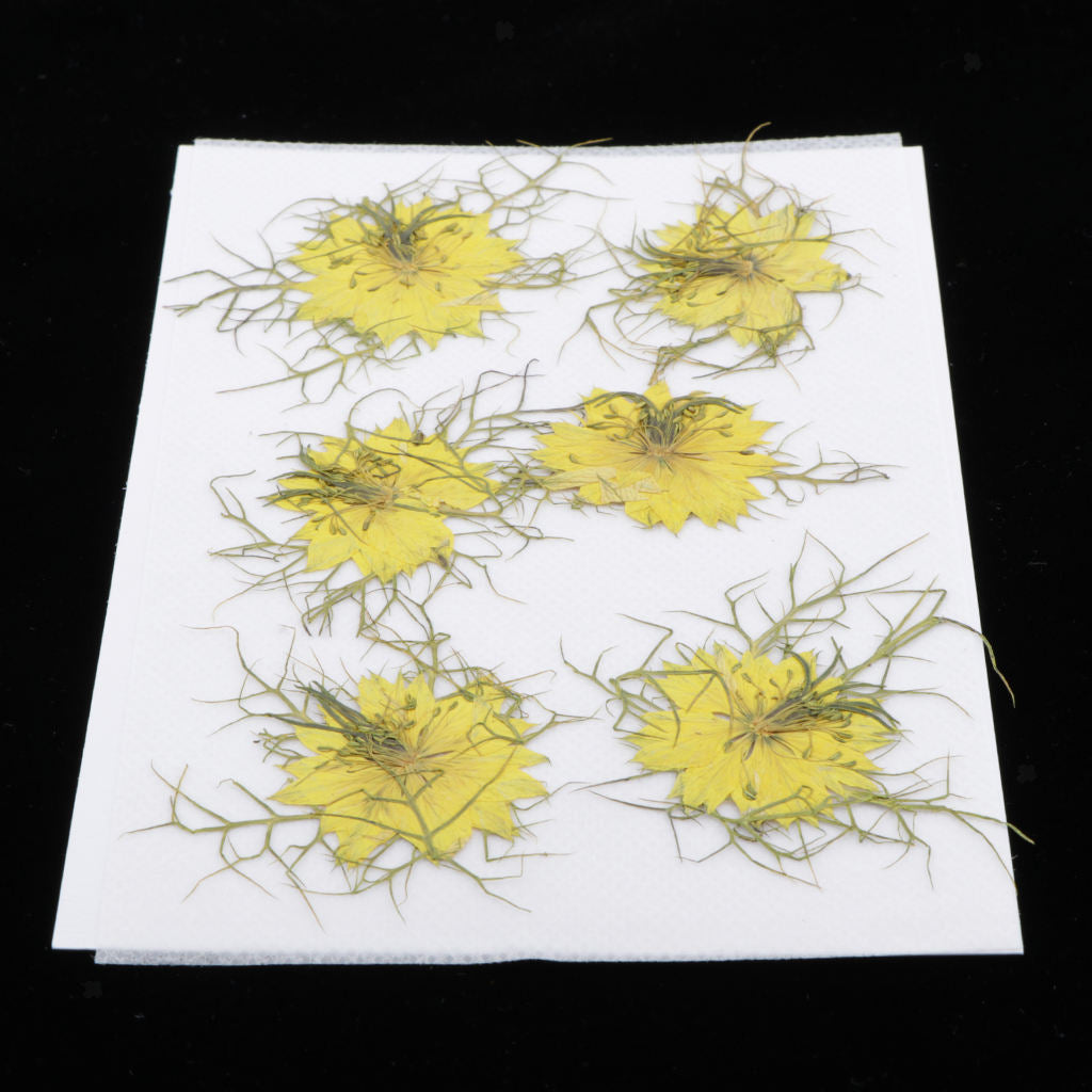 1 Set Natural Real Pressed Dried Flowers DIY Scrapbooking Card Yellow