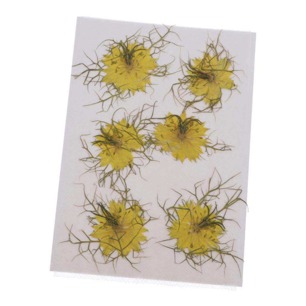 1 Set Natural Real Pressed Dried Flowers DIY Scrapbooking Card Yellow