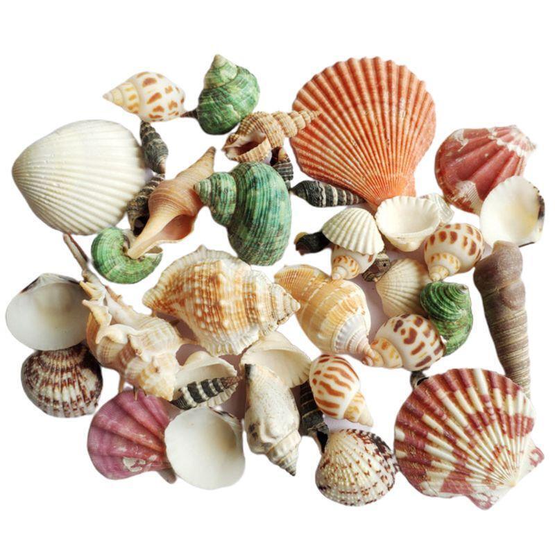 120g Natural Turbo Seashell Sea Conch Hermit Crab House Aquarium Practical Shell