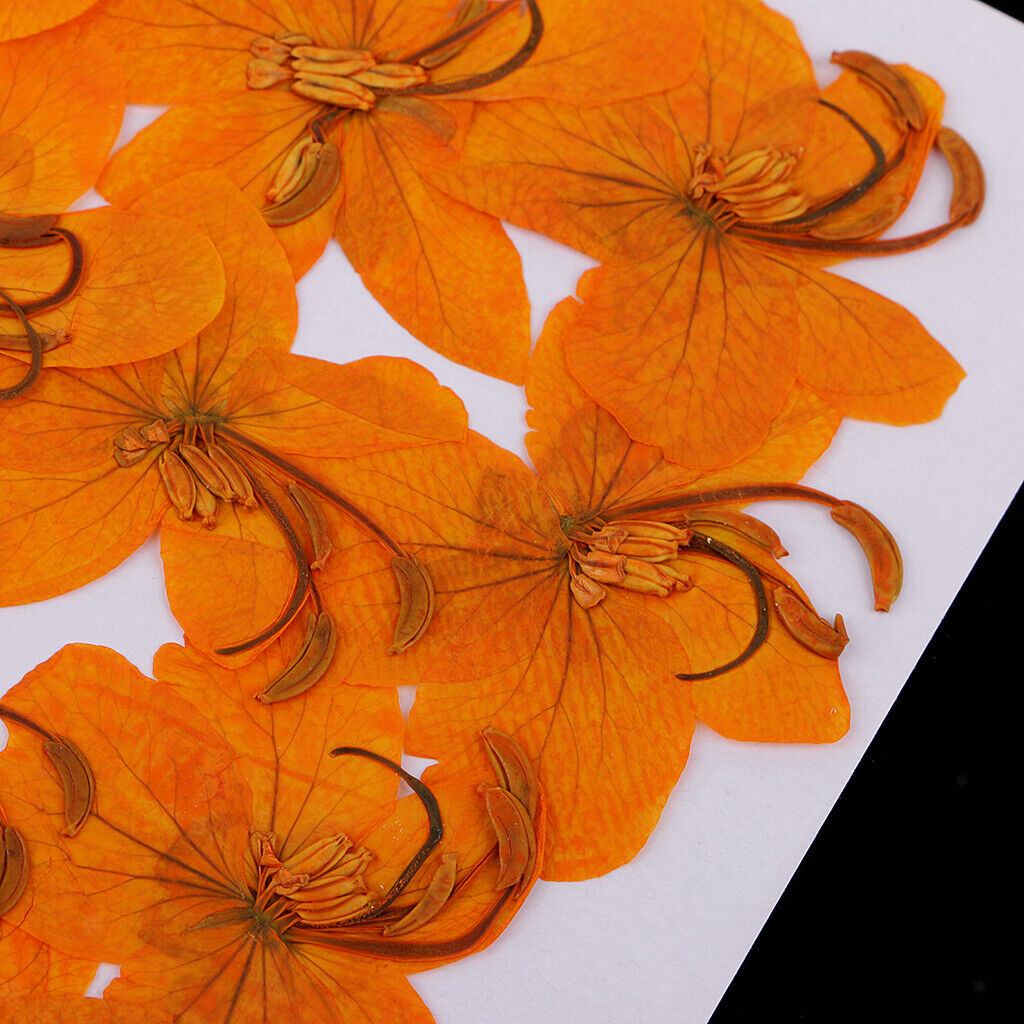 12 Pcs  Dried Pressed Flowers Cassiae Flowers DIY  Crafts