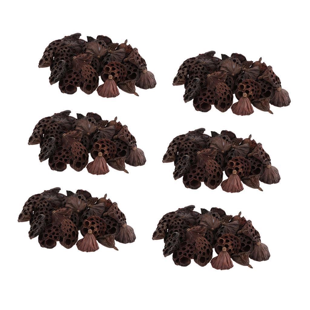 180pcs Natural Dried lotus pod Flowers Fruit for floral decor crafts DIY