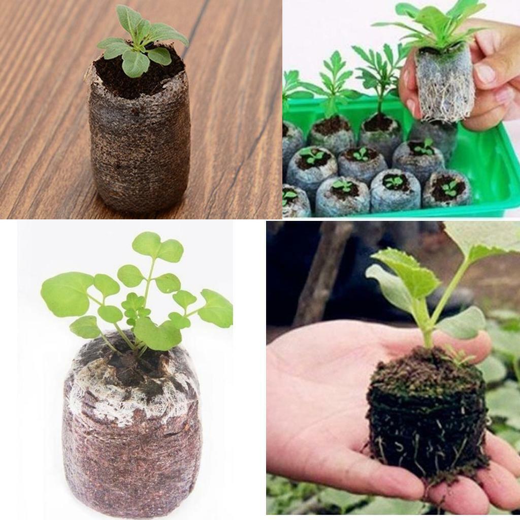 40Pcs Nursery Block Peat  Thumb Seedling  Block 31mm