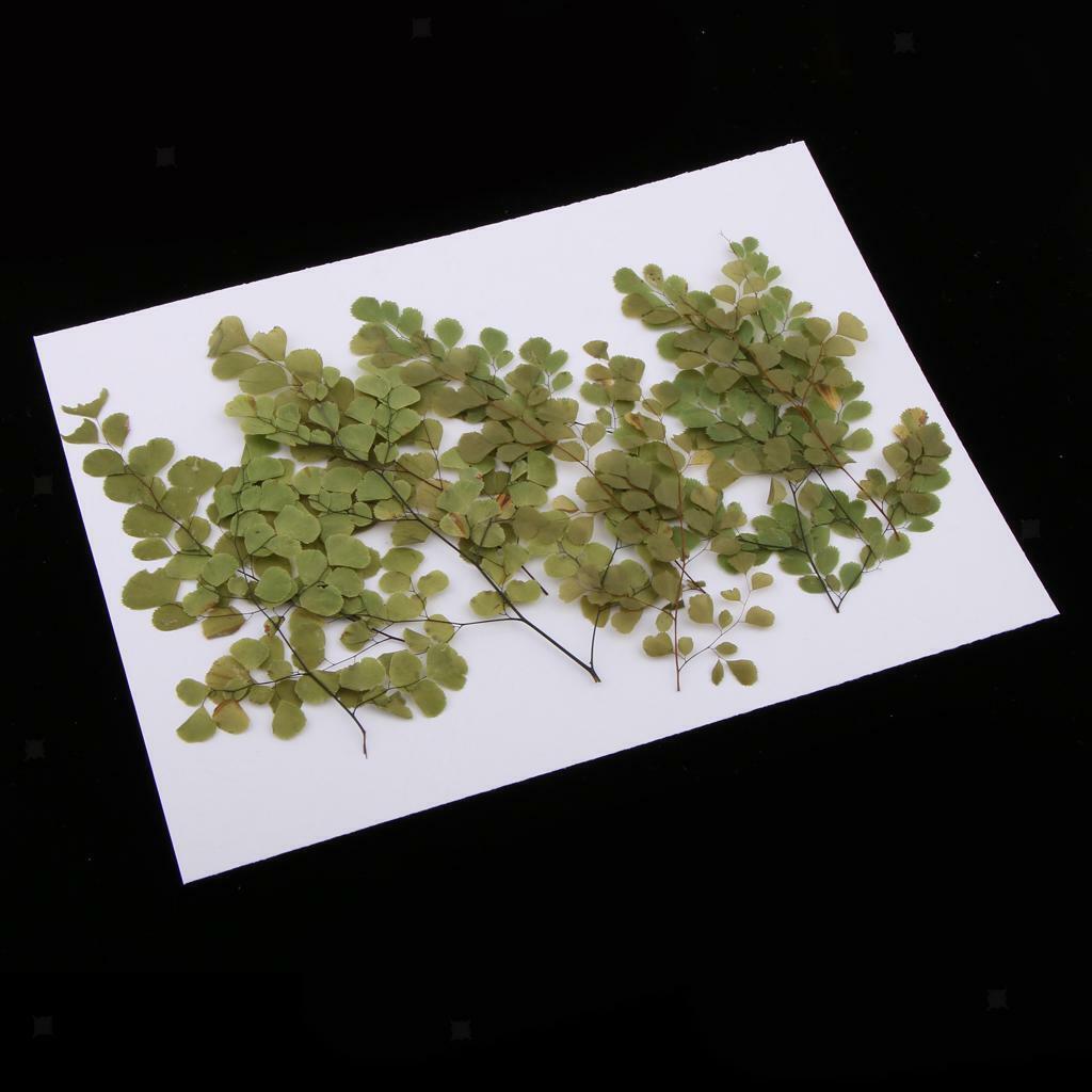 of 10 Pressed Flowers Adiantum Set  Blossom  Decoration
