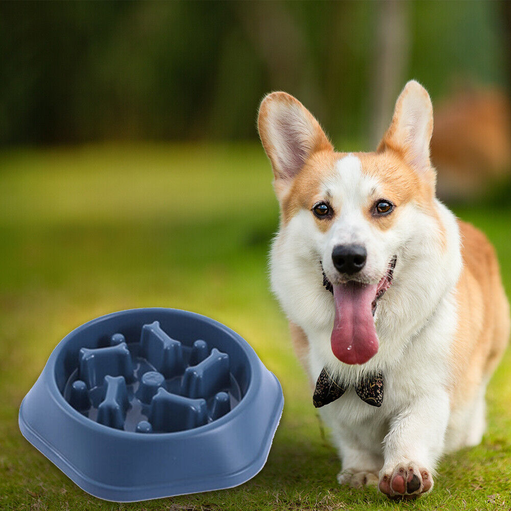 Pet Slow Eating Dish Cat Dog Anti Choking Puppy Feeder Food Bowl (Blue)