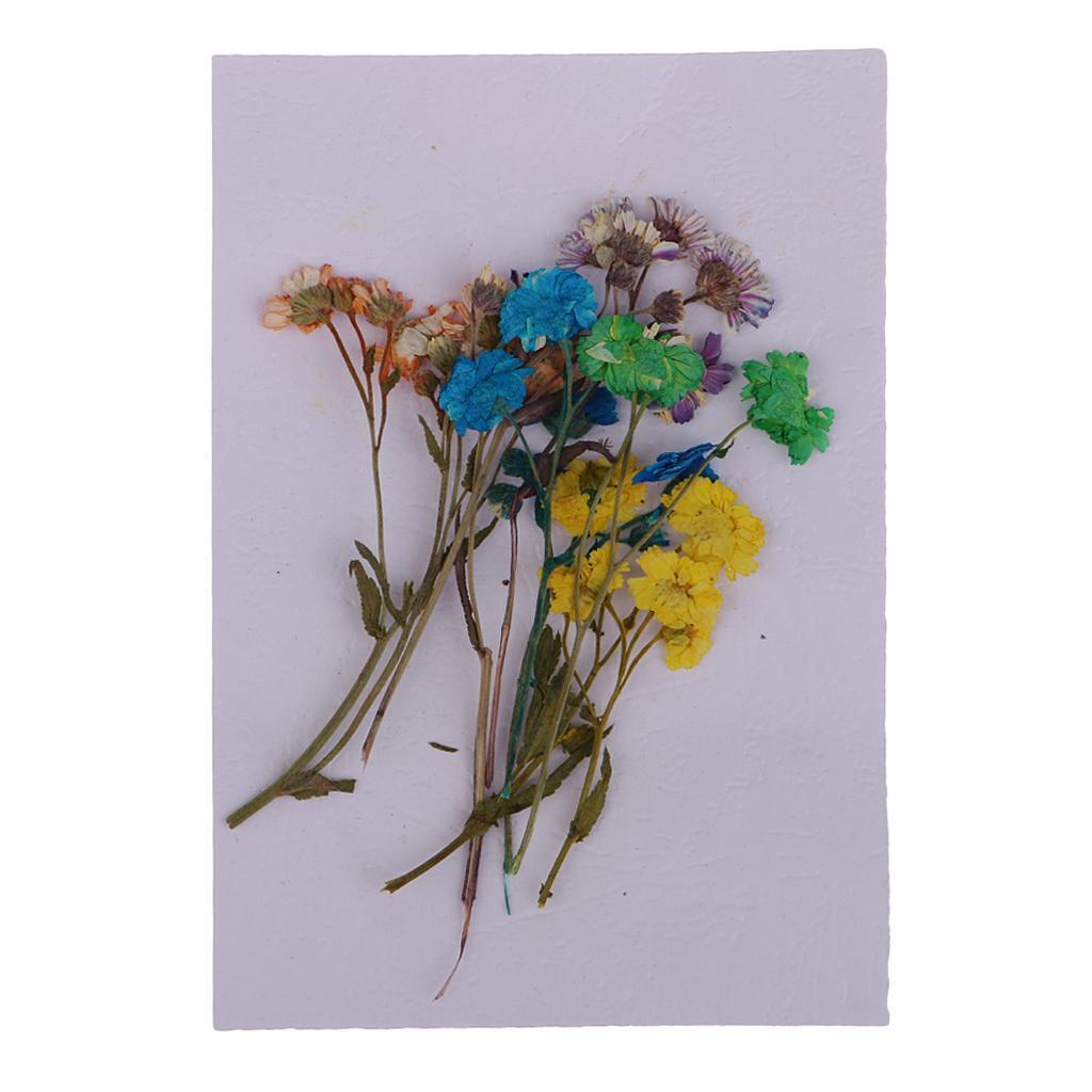 10 Pieces Pressed Dried Flowers Colourful Daisy for DIY Phone Case Decor
