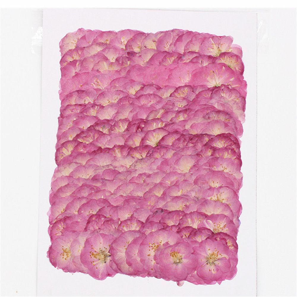 Jewelry Making Multi-purpose Real Dried Flowers Crafts Pressed Flowers Sakura