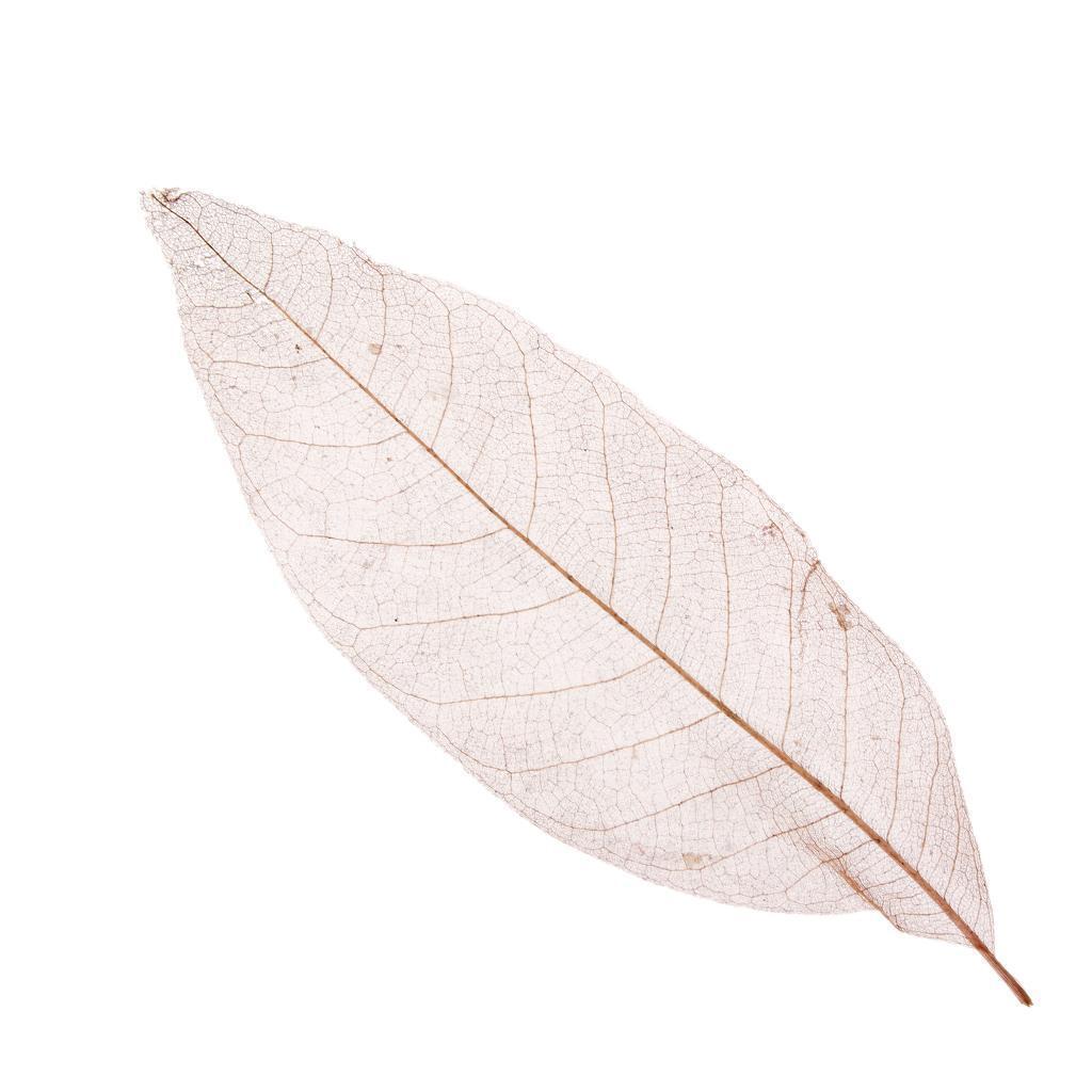100 Natural Magnolia Skeleton Leaves Coffee Big Leaves - 13-15 Cm