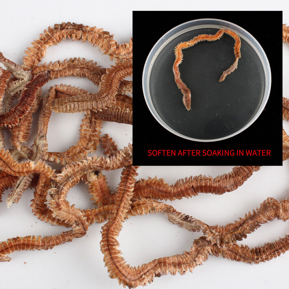 Dry Sandworms Fishing Lure Saltwater Feeder Worms Sea Fish Smell Soft Baits