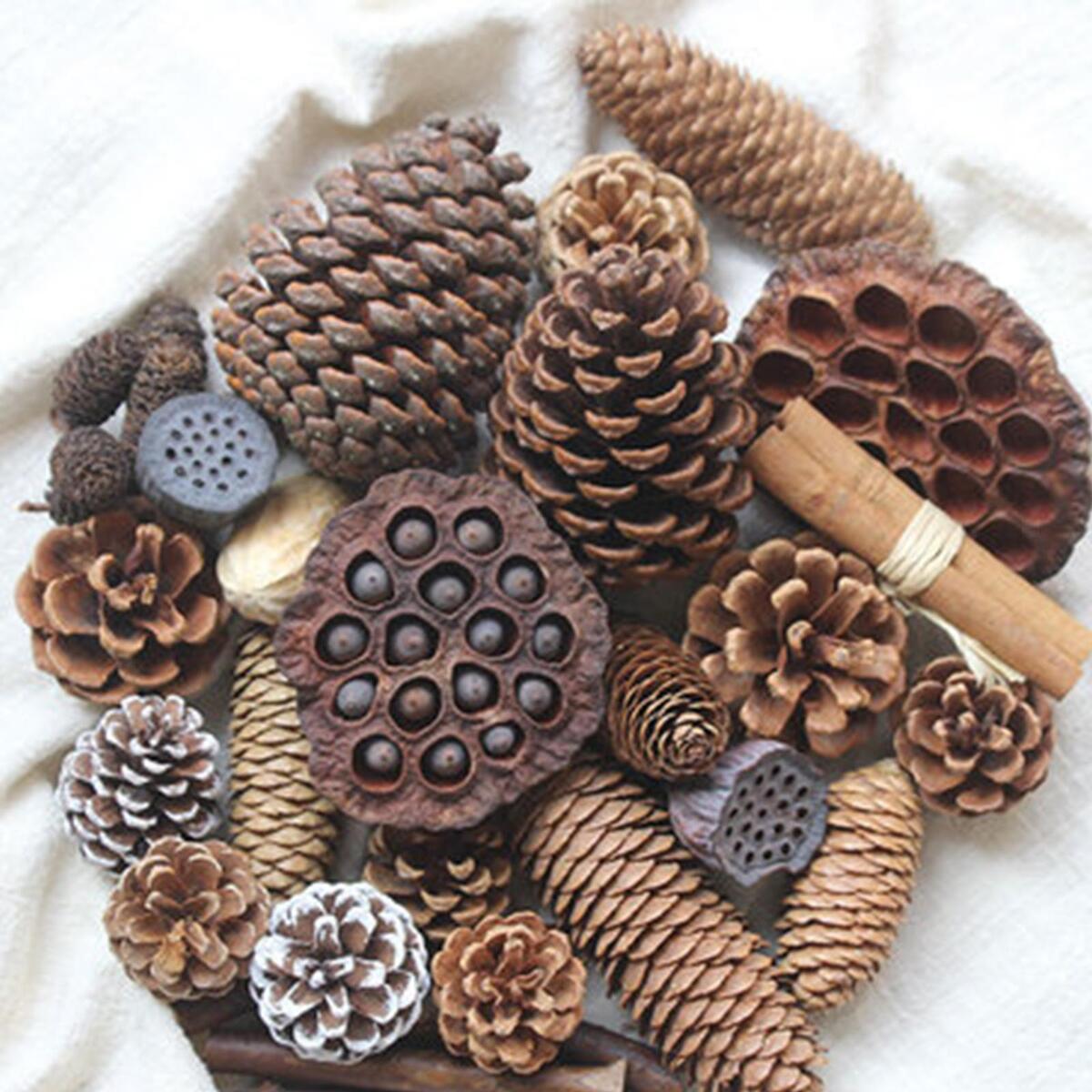 Assorted  Pine Cones  Rustic Lotus Seedpods  Cord Rattan Ball