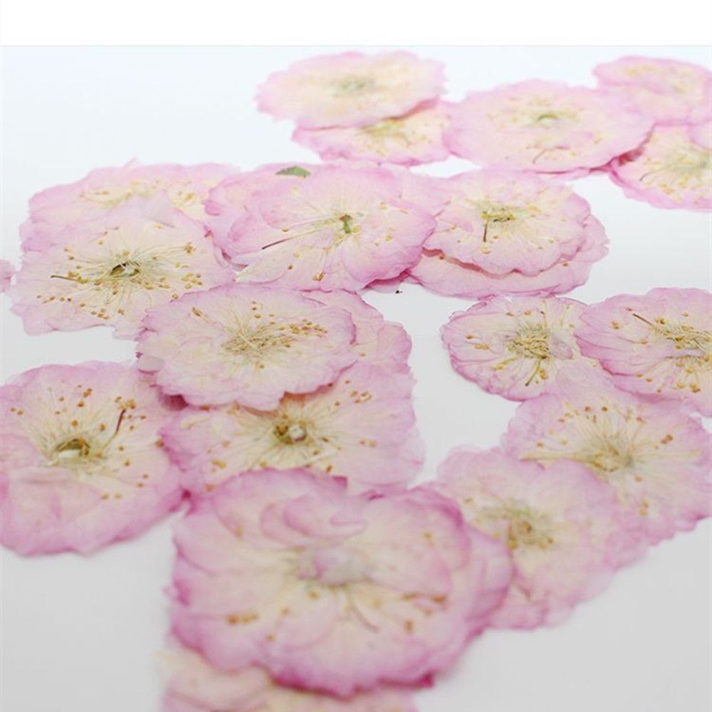 Decoration Jewelry Making DIY Pressed Flowers Crafts Sakura Real Dried Flowers