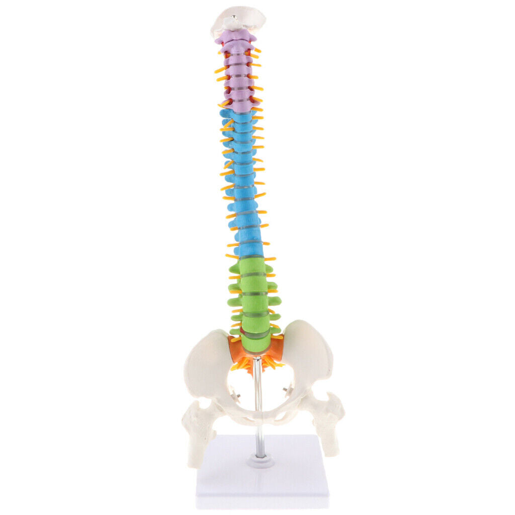 Colored Vertebra Statue   Spine Study Display Statues
