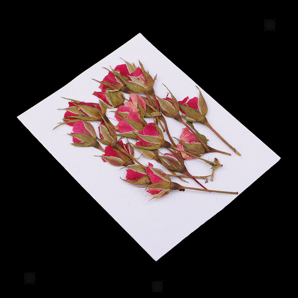 20Pcs  Press   Pressed Dried Flowers Leaves for Nails