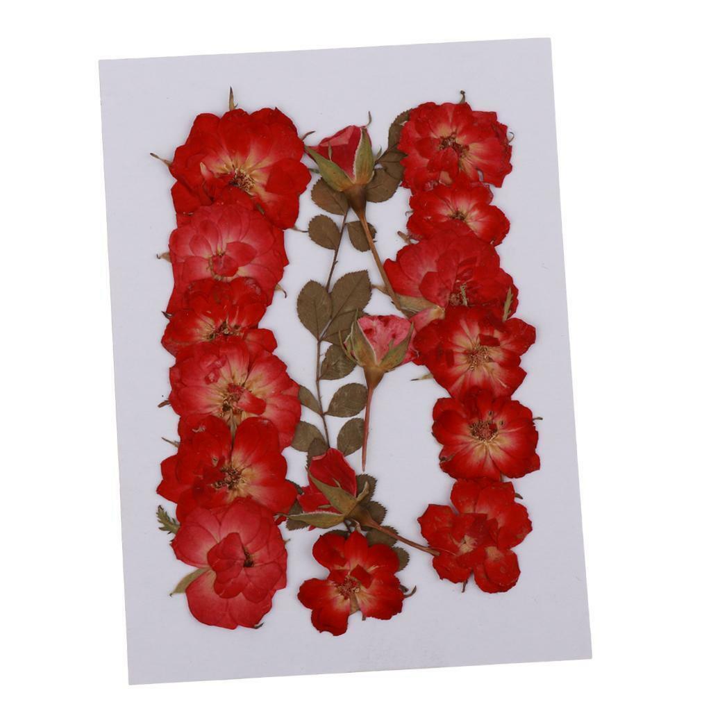Mixed  Pressed Dried  Leaves DIY Scrapbook Craft 2-2.5cm