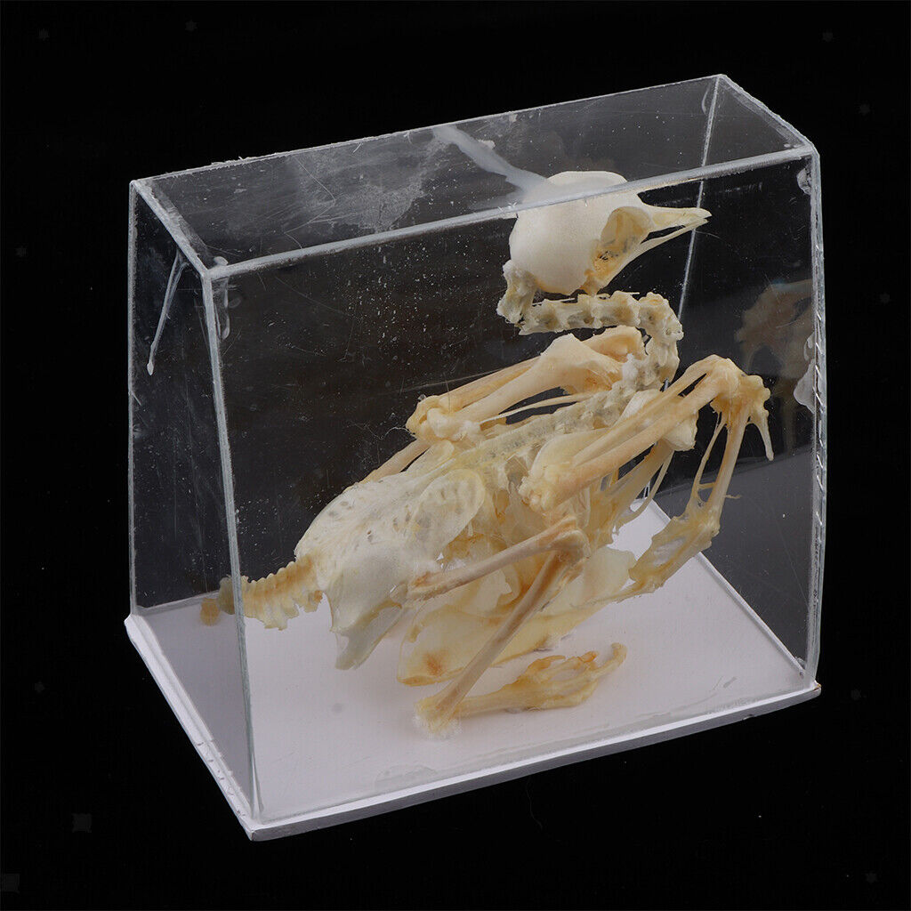 Pigeon Skeleton  Biology Science Educational Instruments School Teaching