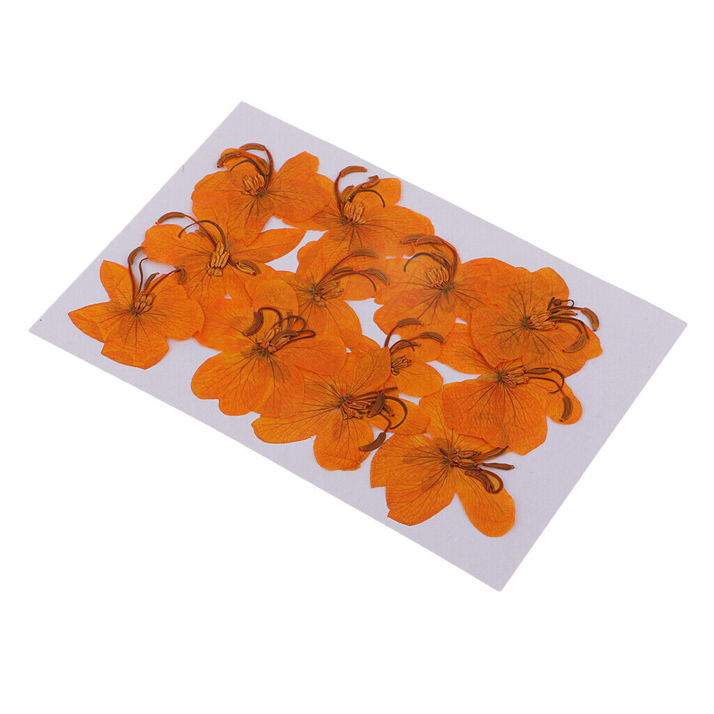 12 Pcs  Dried Pressed Flowers Cassiae Flowers DIY  Crafts