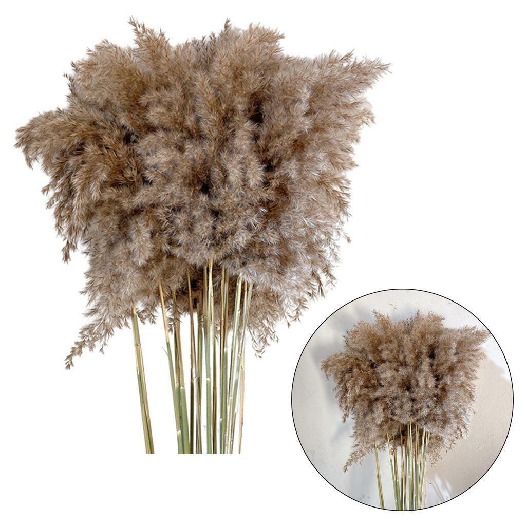 30x  Dried  Grass Reed Flower   and garden Table Decor