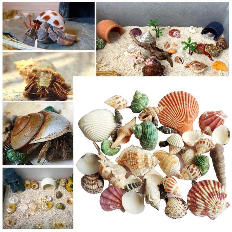 120g Natural Turbo Seashell Sea Conch Hermit Crab House Aquarium Practical Shell