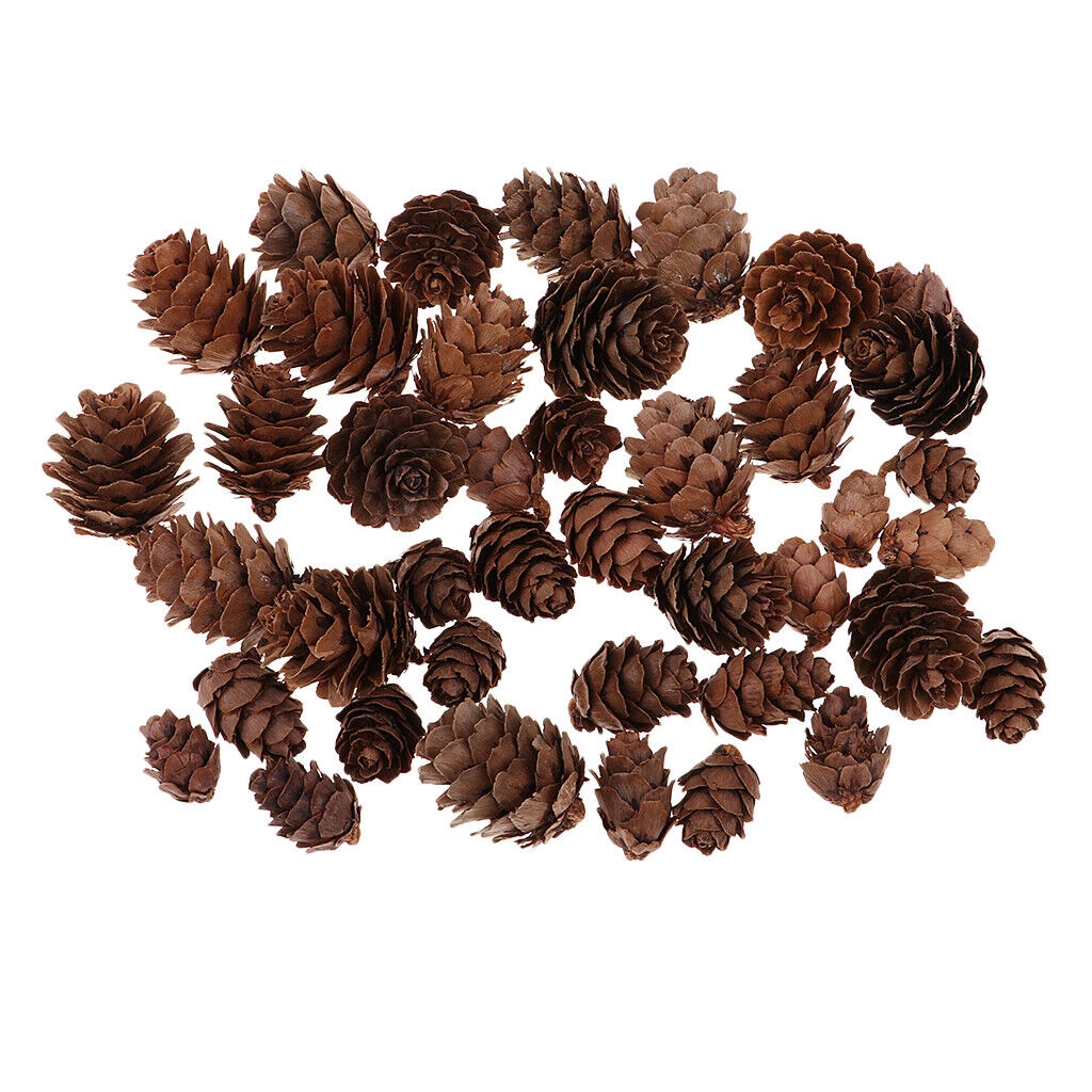 50pcs Pine Cones Decorative  Pinecones Wedding Embellishments