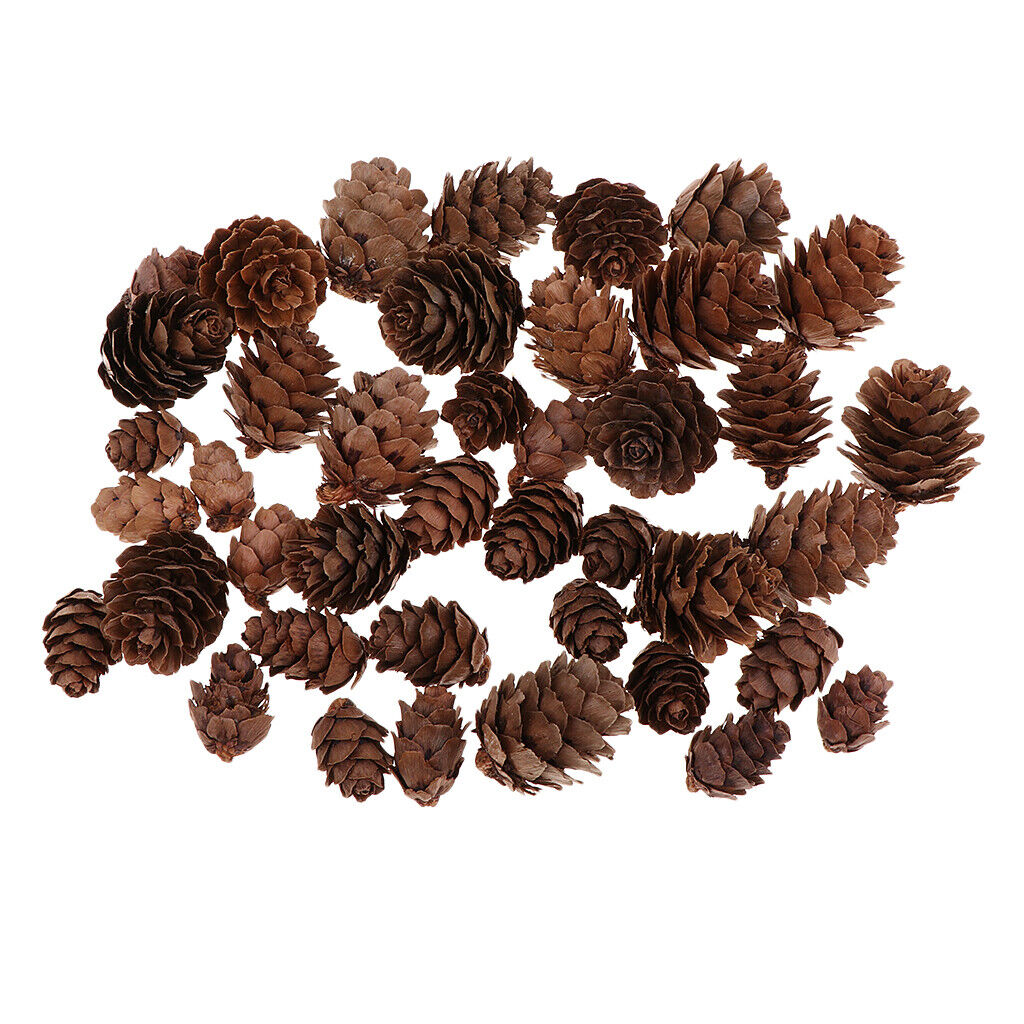 50pcs Pine Cones Decorative  Pinecones Wedding Embellishments