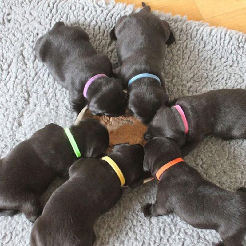 Puppy Whelping Collars Newborn Pet Collars 12 pcs Gift for Pet Owner Durable
