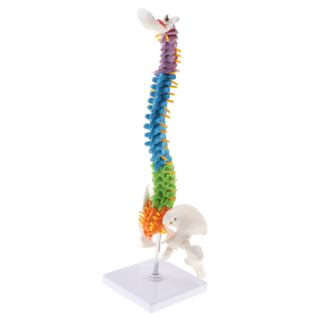 Colored Vertebra Statue   Spine Study Display Statues