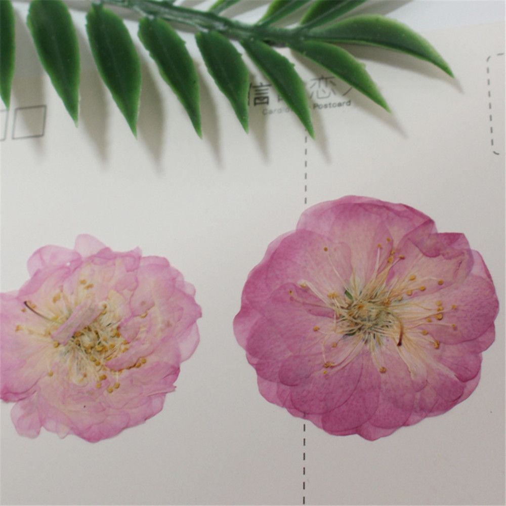 Jewelry Making Multi-purpose Real Dried Flowers Crafts Pressed Flowers Sakura