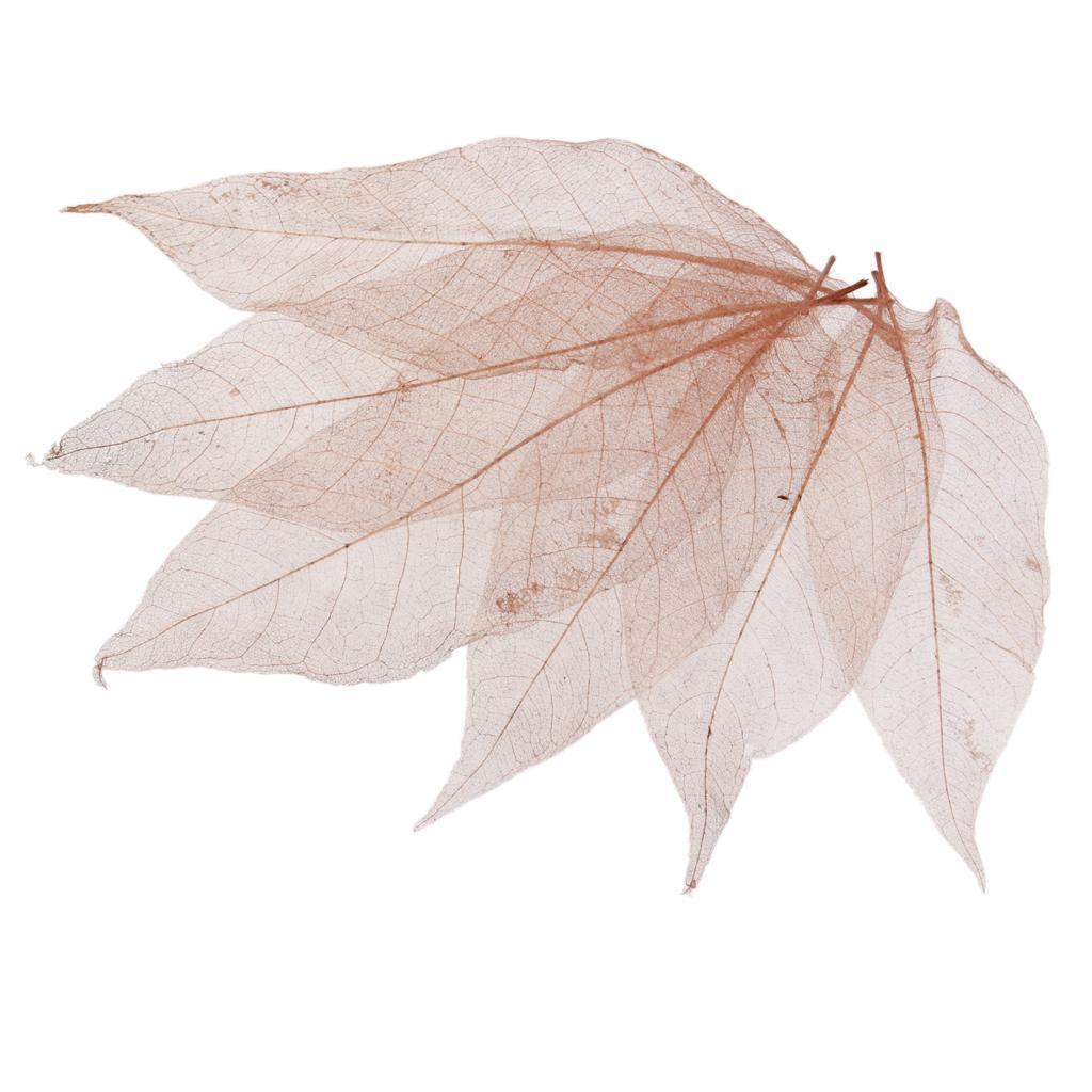100 Natural Magnolia Skeleton Leaves Coffee Big Leaves - 13-15 Cm