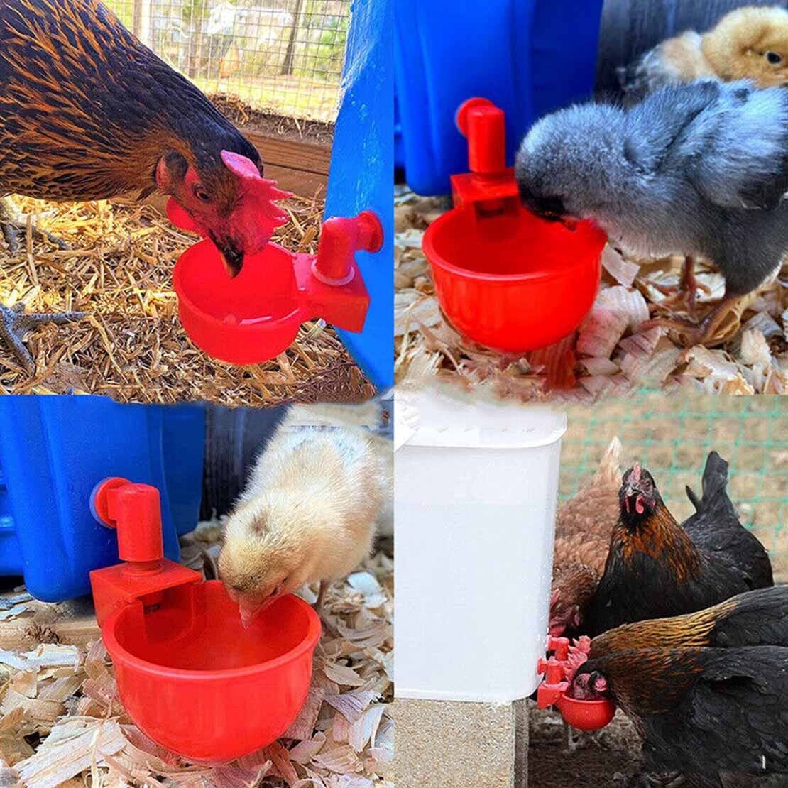 12pcs Automatic Chicken Water Cup Red Plastic Drinking Bowl for Poultry Pigeon