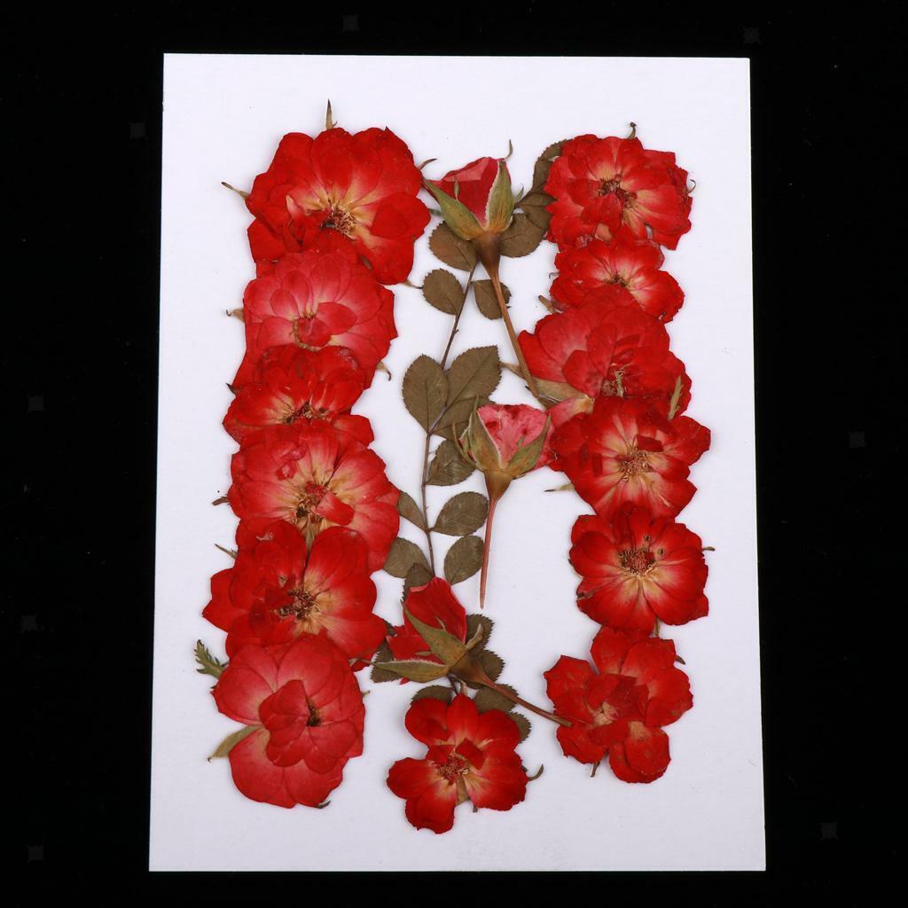 Mixed  Pressed Dried  Leaves DIY Scrapbook Craft 2-2.5cm