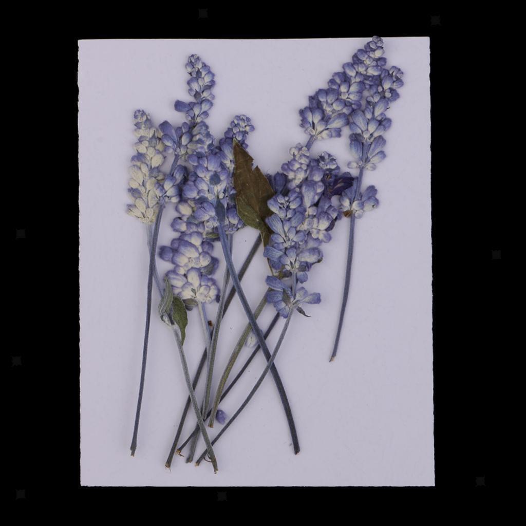 1  Pressed Dried Flowers Charms Paper Art Crafts  Decor