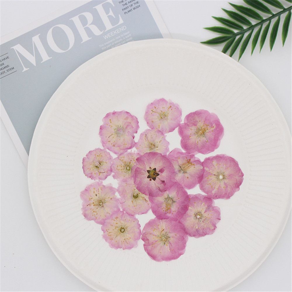 Jewelry Making Multi-purpose Real Dried Flowers Crafts Pressed Flowers Sakura