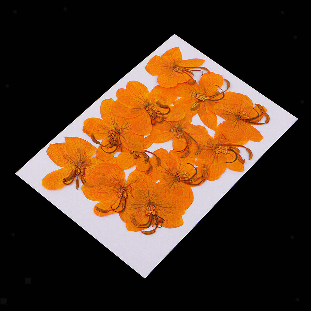 12 Pcs  Dried Pressed Flowers Cassiae Flowers DIY  Crafts