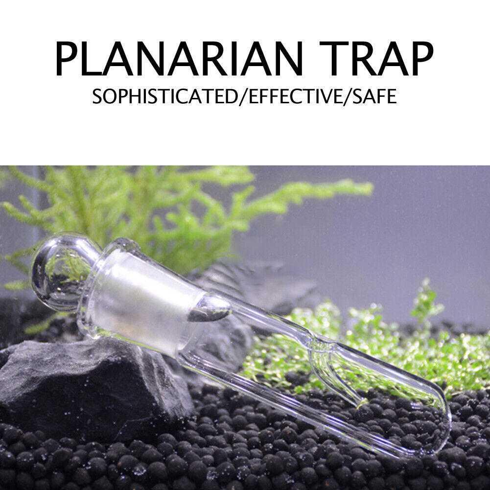Transparent Aquarium Aquatic Cleaner Crystal Glass Planarian Trapping Pen