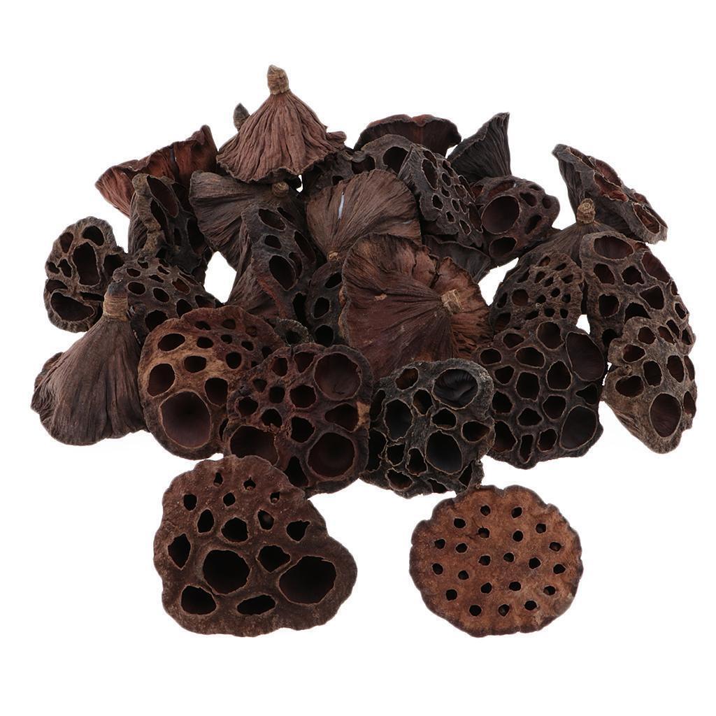 180pcs Natural Dried lotus pod Flowers Fruit for floral decor crafts DIY
