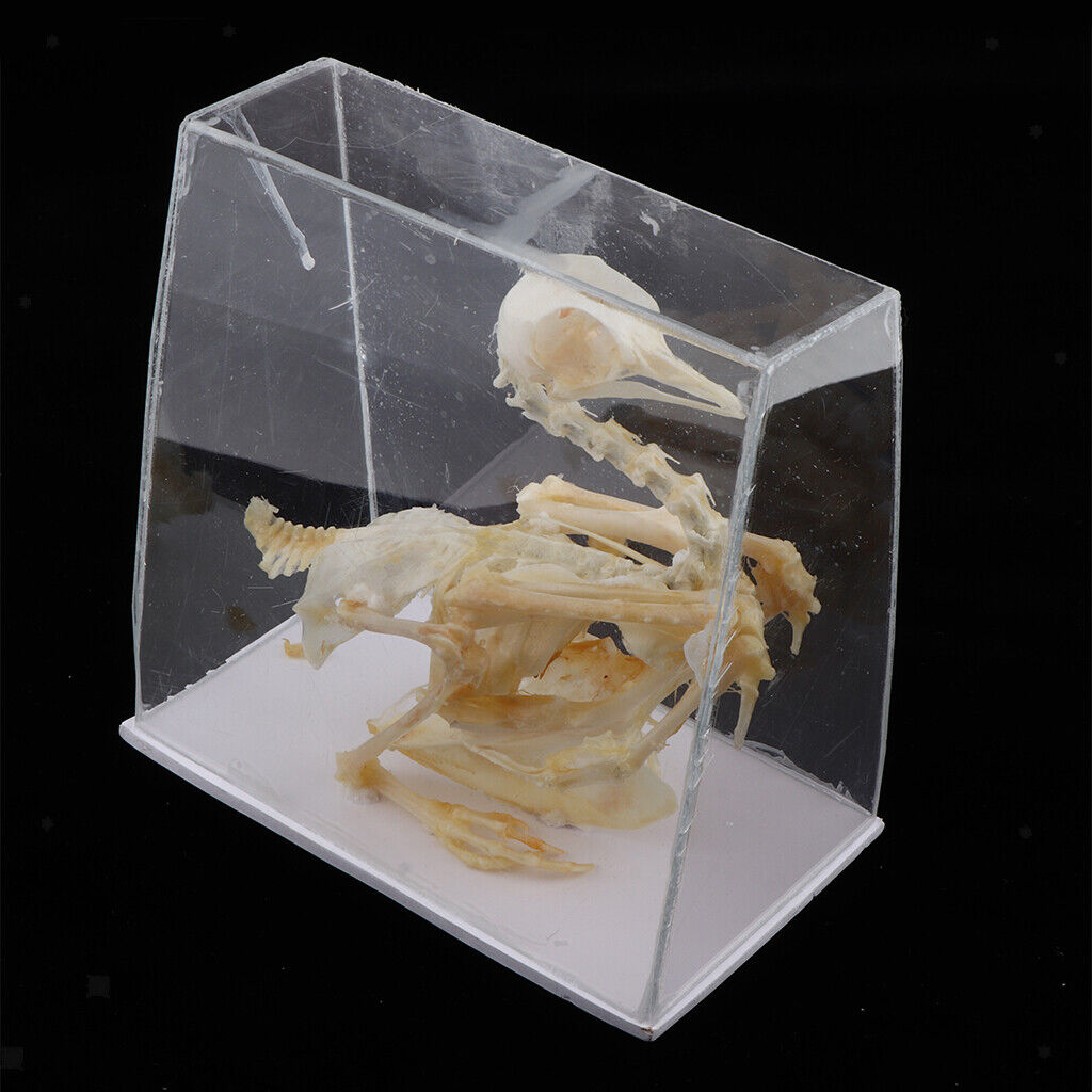 Pigeon Skeleton  Biology Science Educational Instruments School Teaching