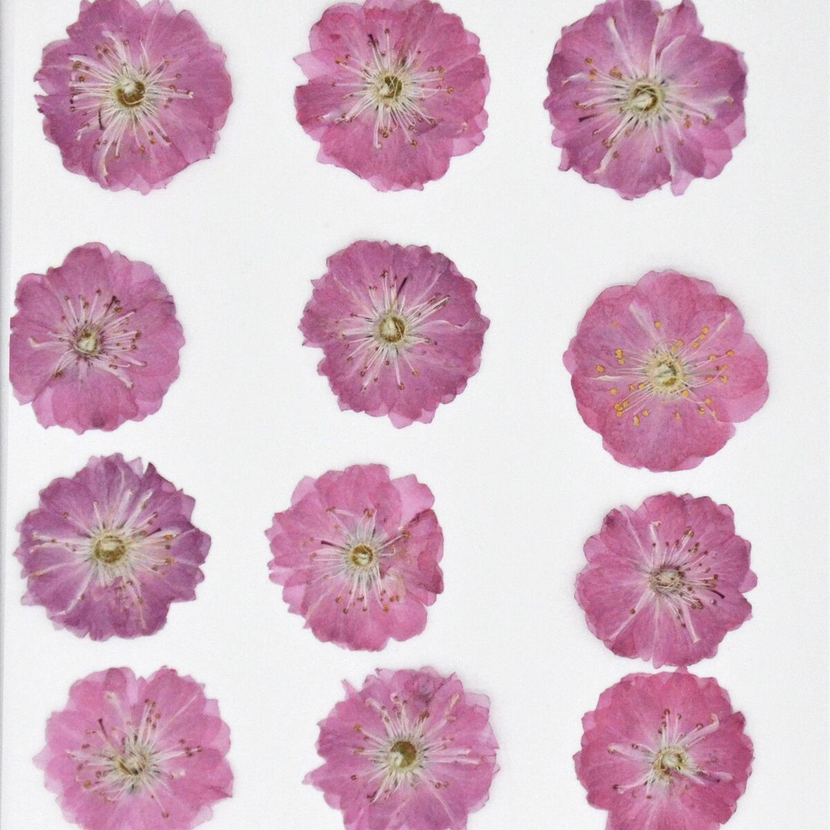 Jewelry Making Multi-purpose Real Dried Flowers Crafts Pressed Flowers Sakura