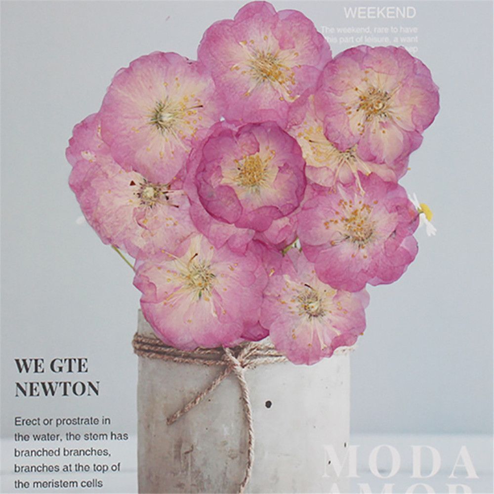 Decoration Jewelry Making DIY Pressed Flowers Crafts Sakura Real Dried Flowers