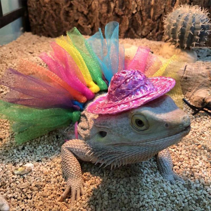 Lizard Costume for Bearded Dragon Geckos Bearded Dragon Reptile Apparel
