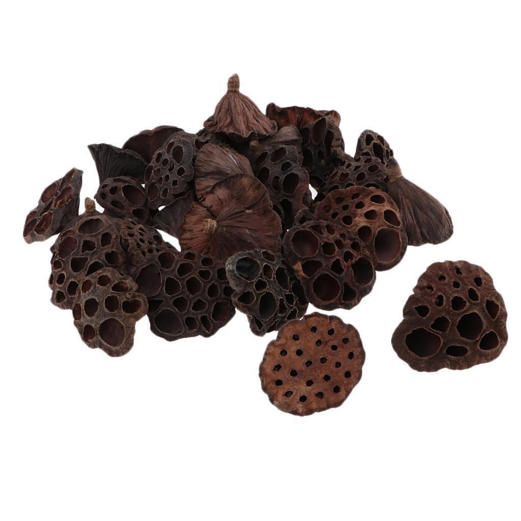 120pcs Natural Dried lotus pod Flowers Fruit for floral decor crafts DIY