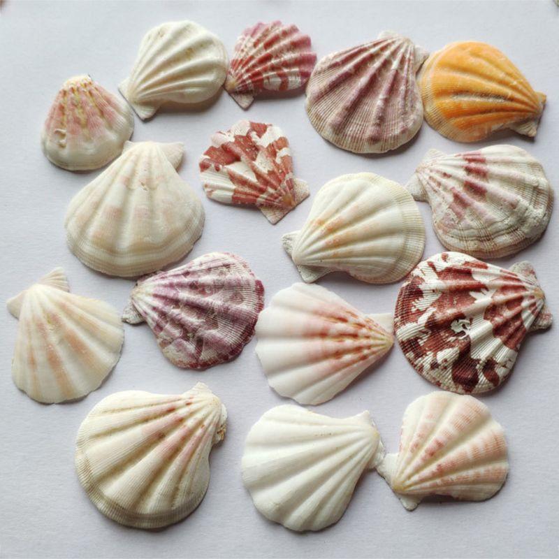 120g Natural Turbo Seashell Sea Conch Hermit Crab House Aquarium Practical Shell