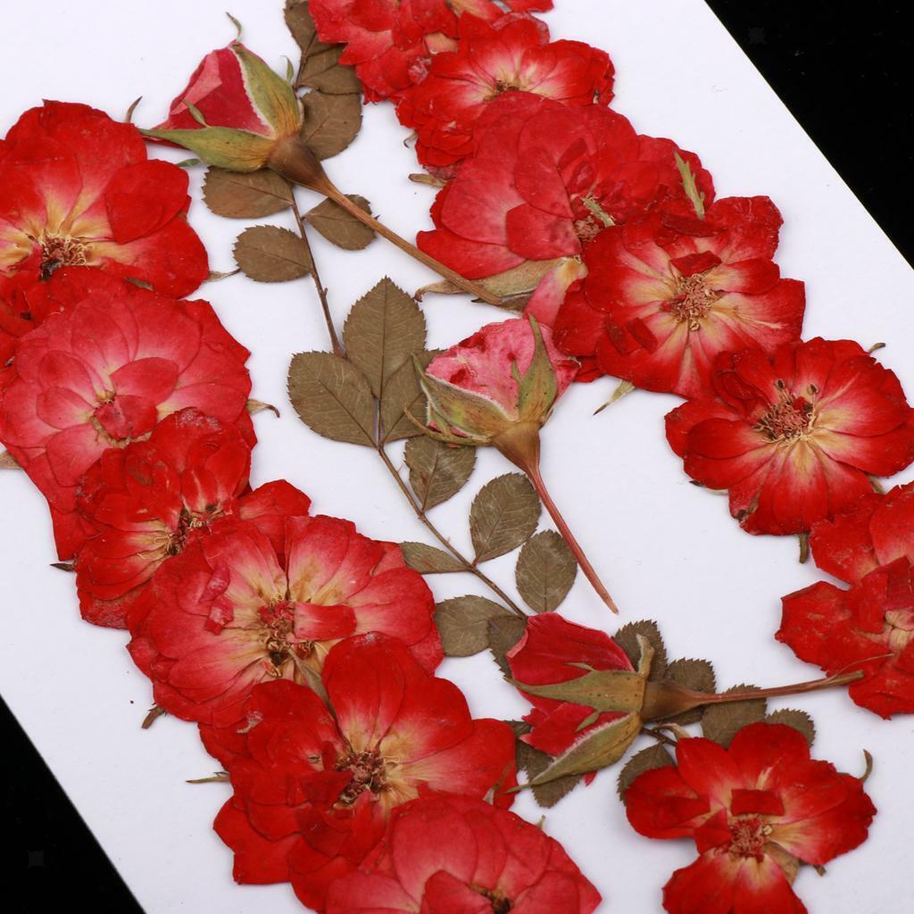 Mixed  Pressed Dried  Leaves DIY Scrapbook Craft 2-2.5cm