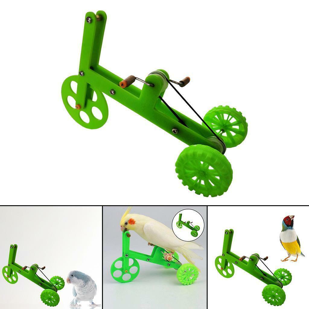 Funny Parrot   Educational Training Supplies for Cockatiel Parakeet