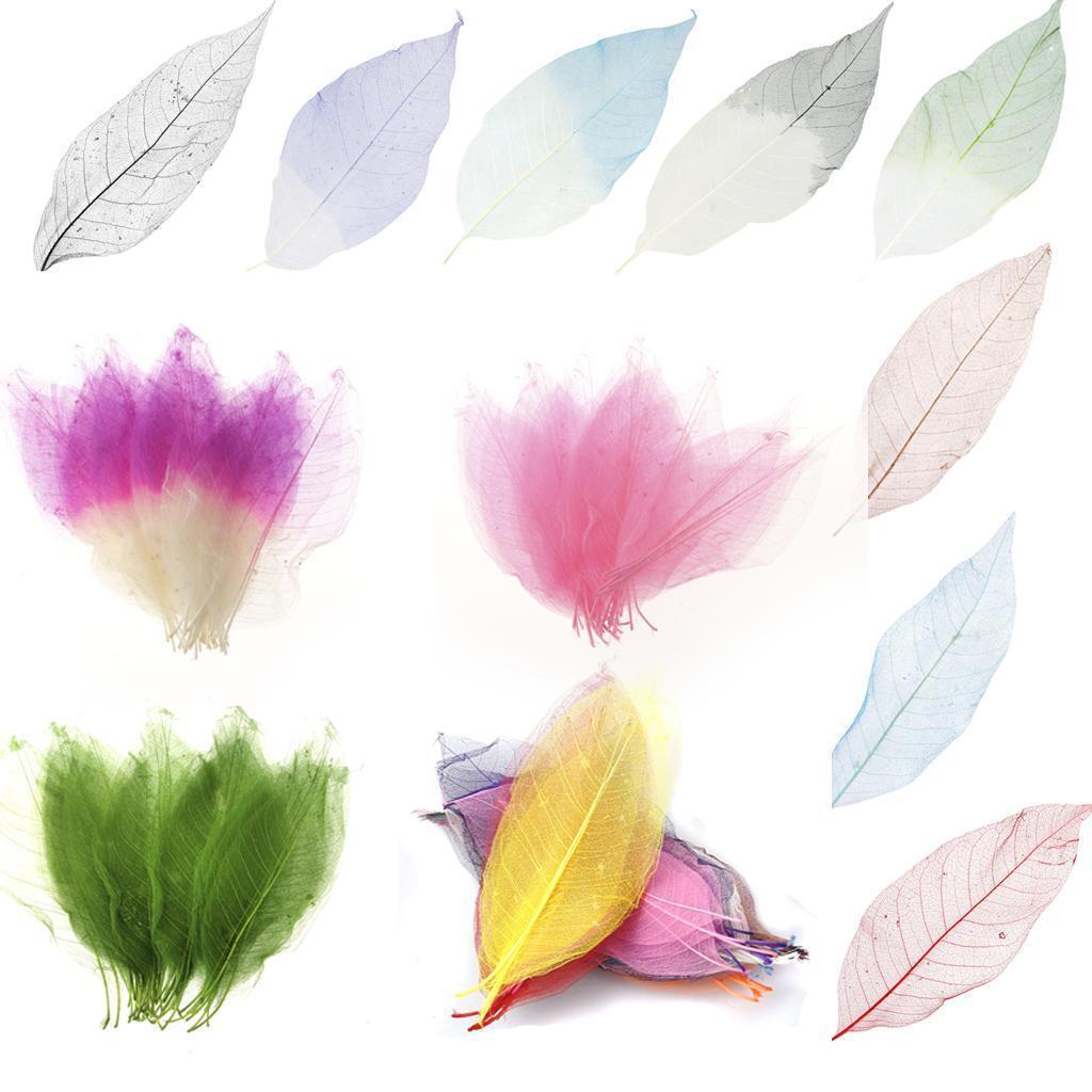 150pcs Natural Magnolia Skeleton Leaves Scrapbooking Mixed Color Decor Gifts