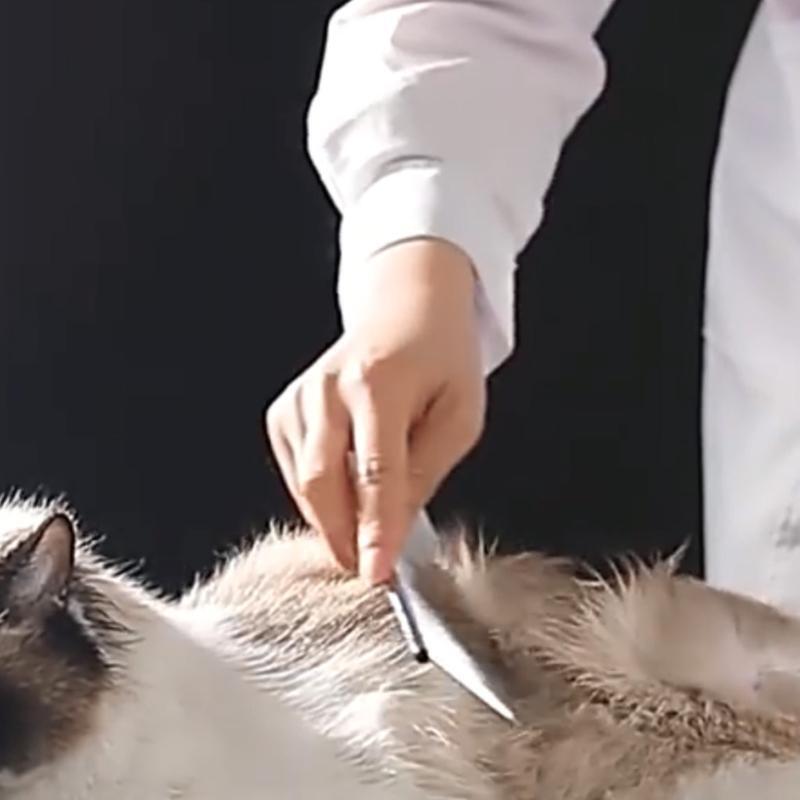 3Pcs Pet Grooming Combs 2-in-1 Stainless Steel Professional Comb for Dogs & Cats
